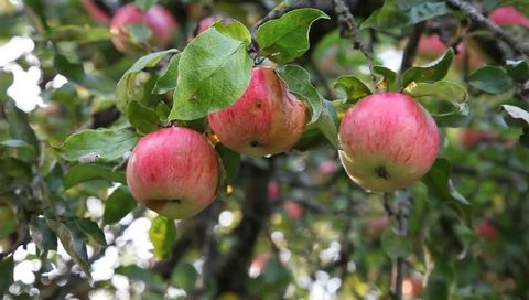 Red apples, apple tree in garden. Branches with apples.  Harvest.    