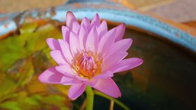 close up view of water lily lotus pink color flower footage clip