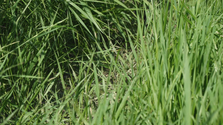 A man walks along the thick grass in khaki boots of protective color
