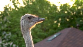 Ostrich against the background of green foliage of trees.
