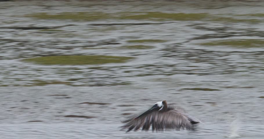 A pelican taking flight over a shallow channel of saltwater leading to the pacific ocean