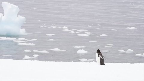 Gentoo Penguins on the snow