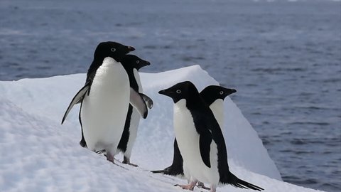 Gentoo Penguins on the iceberg