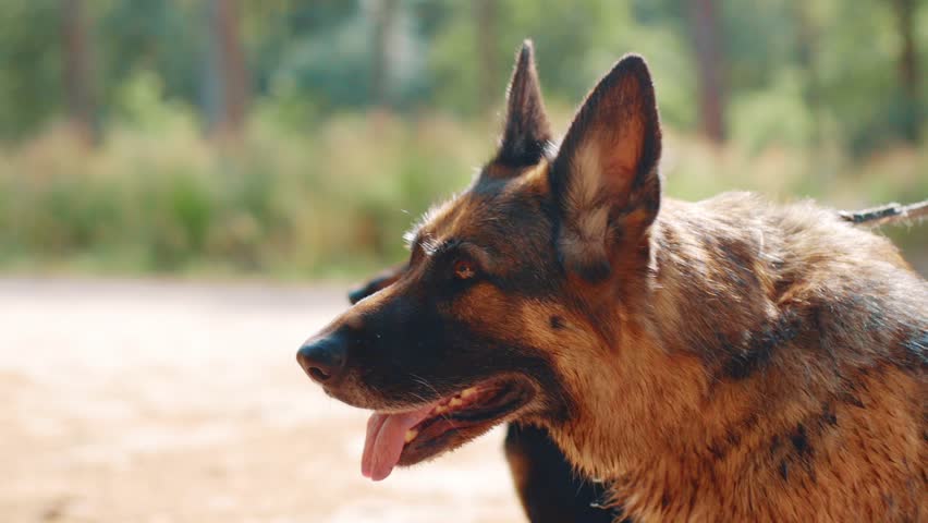 german shepherd pulling on leash