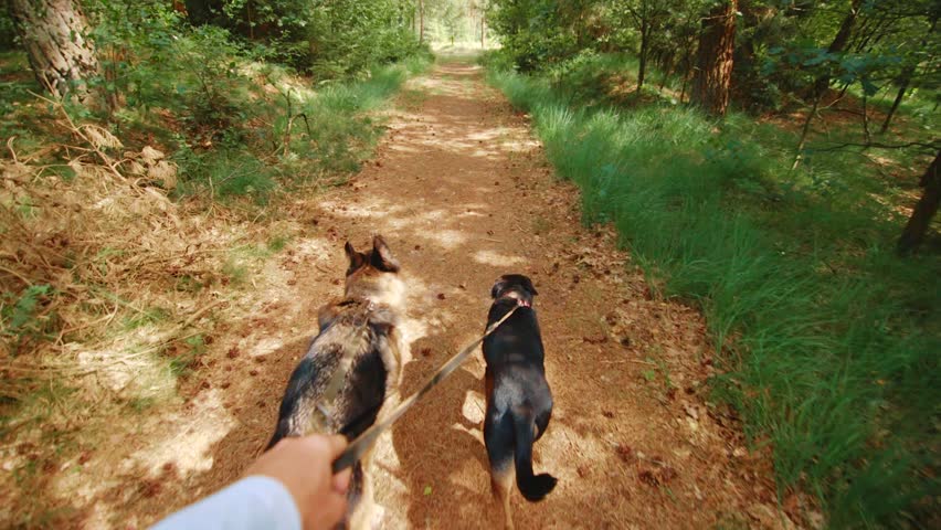 POV shot from owners perspective of walking two dogs down a forest path. Dwingeloo, Netherlands.