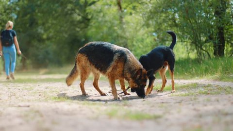Two dogs attached by leash sniffing a spot on a trail while a young woman walks away and they give chase. Dwingeloo, Netherlands.