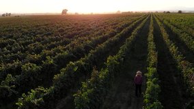 Beautiful Vineyards Sunset Italy Tuscany Farms Aerial Video. Wine Grapes Harvest In Italy.  Italian Countryside Beautiful Vineyards. Aerial View 4K Drone Footage 