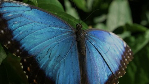 Butterflies float around the inside of an exhibit. They move from flower to flower, opening their wings and taking off. 
