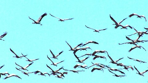 flock of griffon shadoofs