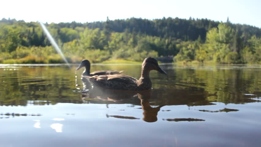 View of a wild duck underwater. Filmed in Canada during a beautiful sunny day.