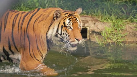 Closeup Portrait Swimming Malayan Tiger Stock Photo 84048427 | Shutterstock