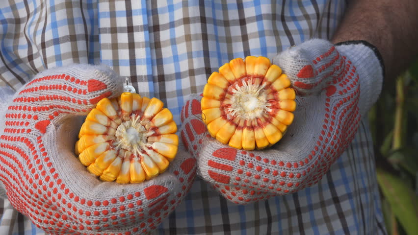 Farmer holding ripe corn on the cob cross section in cultivated field during harvest season