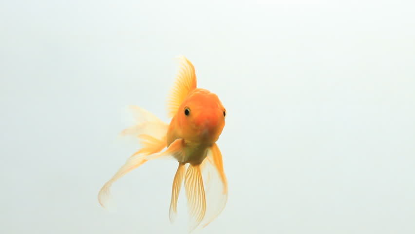 Gold fish happy swimming on white screen | Shutterstock HD Video #1016028628