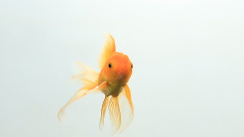 Gold fish happy swimming on white screen