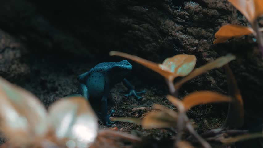 A blue poison dart frog, Dendrobates tinctorius azureus, hides near a log. It