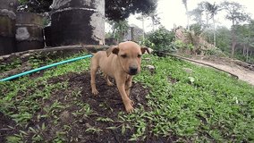 Wide angle video. A cute little puppy licks the camera lens.