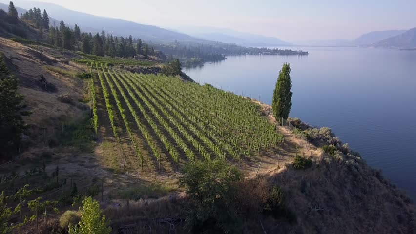 Wineries BC Okanagan Vineyards valley blue Lake in morning light. Aerial drone shot from above.  Finest views on hills and distant trees. drone view close to the grapes. 
