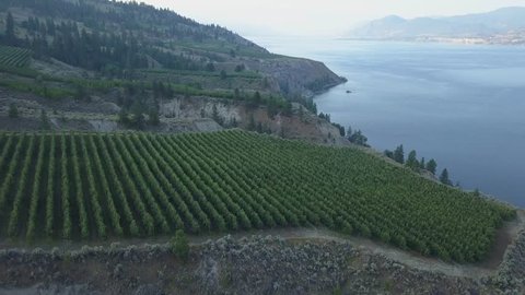 Vineyards and Wineries at blue Lake in morning light. Aerial drone shot from above.  Finest views on hills and distant trees. drone view close to the grapes. Wide open landscapes captured in BC