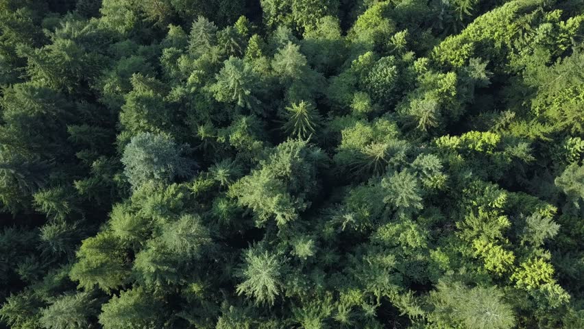 4K aerial view flying over a beautiful green forest in a rural landscape, Vancouver British Columbia, Canada
Overhead top down drone shot Royalty-Free Stock Footage #1016034400
