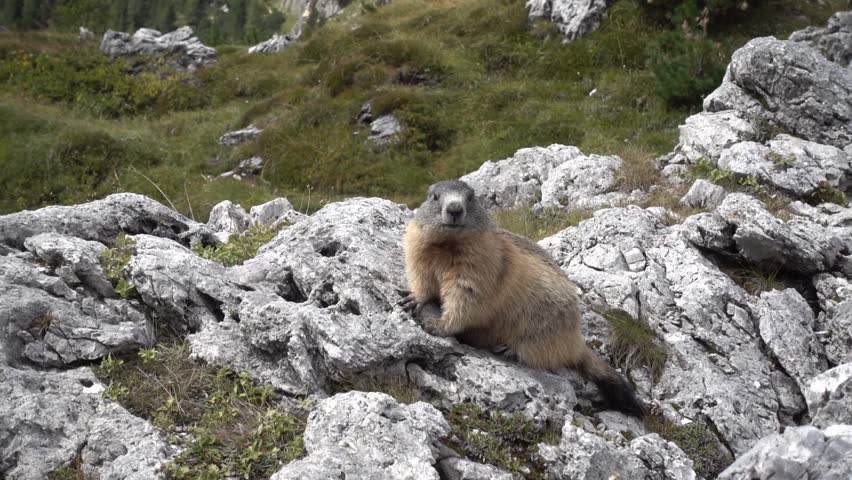 Big marmot on a rock in Italy, Dolomites