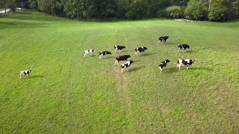 Aerial View of Dairy Cows Herd on Meadows at Sunrise
