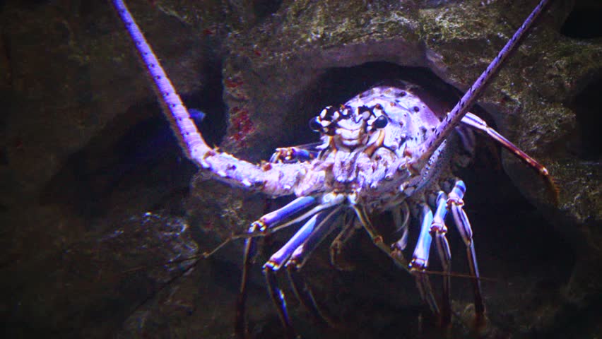 Spiny lobsters, also known as langouste or rock lobsters are a family (Palinuridae). Adventure Aquarium, Camden, New Jersey, USA 
