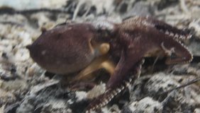 video of underwater world - color changing coconut octopus hiding under dried leaves and sand, on the ocean bottom, in Lembeh island, Indonesia, Asia