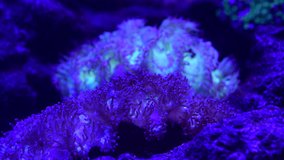 Pretty anemones in sea coral reef aquarium motion 4k video