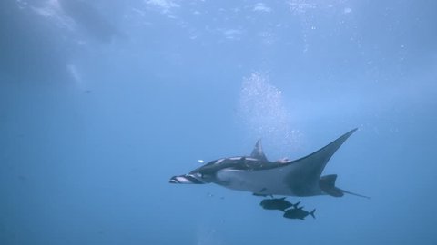 Giant oceanic manta ray swimming in the blue  in Socorro, San Benedicto island, Baja, Mexico