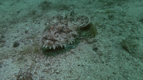 Monkfish or Angler fish (Lophius piscatorius) lies on sandy bottom then swims away