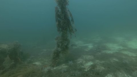 Atlantic cod (Gadus morhua) swim over seabed overgrown with laminaria and other brown algae