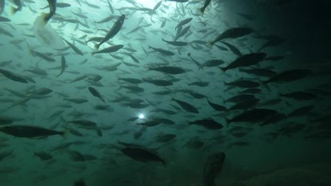 Underwater photographer shots school of Black cod fish or Smallscaled Cod (Notothenia microlepidota) swimming underwater in shallow water near shore