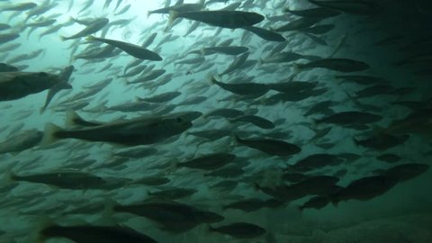 Massive school of fish Black cod or Smallscaled Cod (Notothenia microlepidota) swim underwater in shallow water near shore.