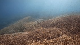 beautiful wide angle video of huge coral reef with many colorful school of fish, underwater in Indonesia, Asia