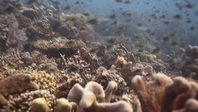 beautiful wide angle video of huge coral reef with many colorful school of fish, underwater in Indonesia, Asia with a diver appearing at the end of the clip