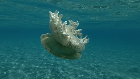 Upside Down Jellyfish Cassiopea andromeda swim over sandy bottom (Underwater shot, 4K / 60fps)