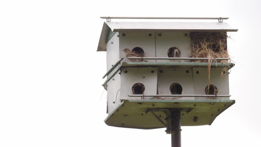 Two birds sitting on a bird house and one flies away.