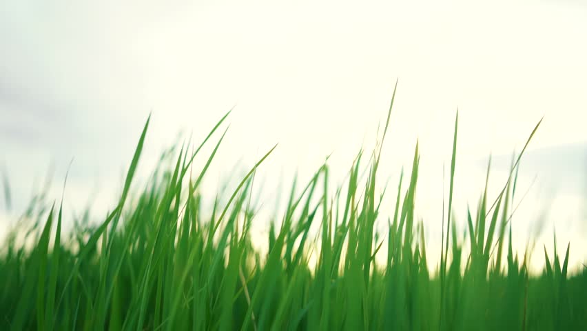 green grass waving horizon Stock Footage Video (100% Royalty-free ...