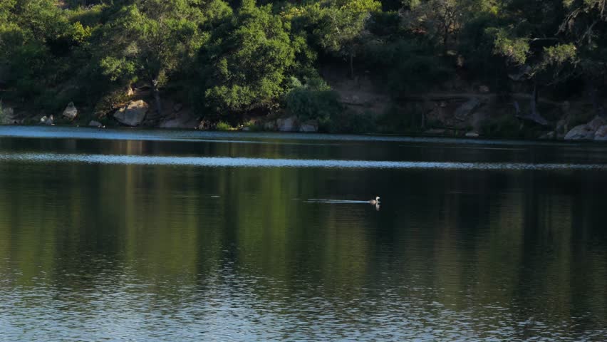 Duck swimming on lake in southern california