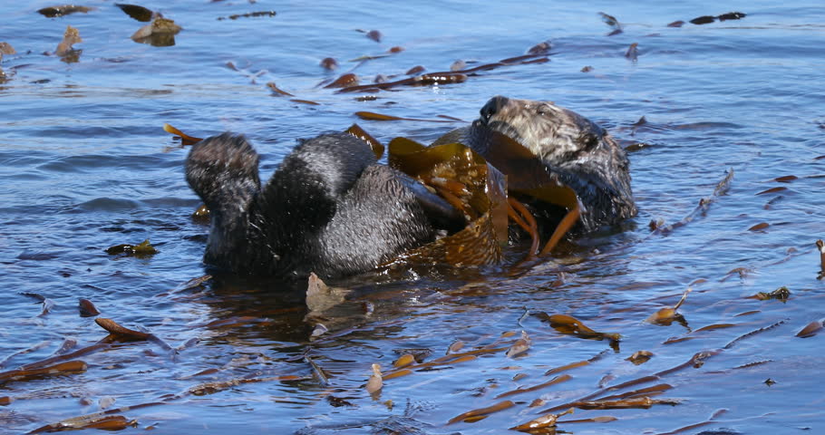 An Endangered Sea Otter cleans, plays and floats around. Cute & adorable wildlife behavior in the kelp of the Pacific Ocean (California). 