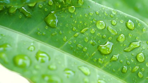 Slow motion video of water drop on green leaf on bokeh background (High Speed Video)