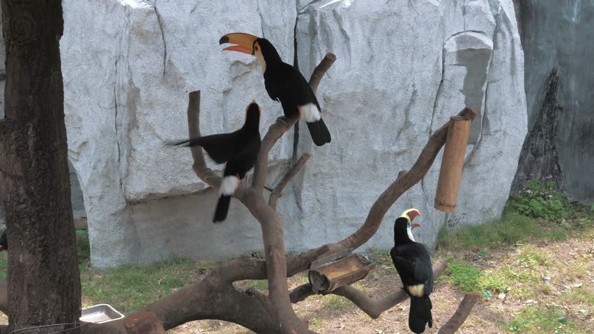 Toucans sitting on the branch at the zoo. Keel-billed Toucan, bird with big bill. Ramphastos sulfuratus