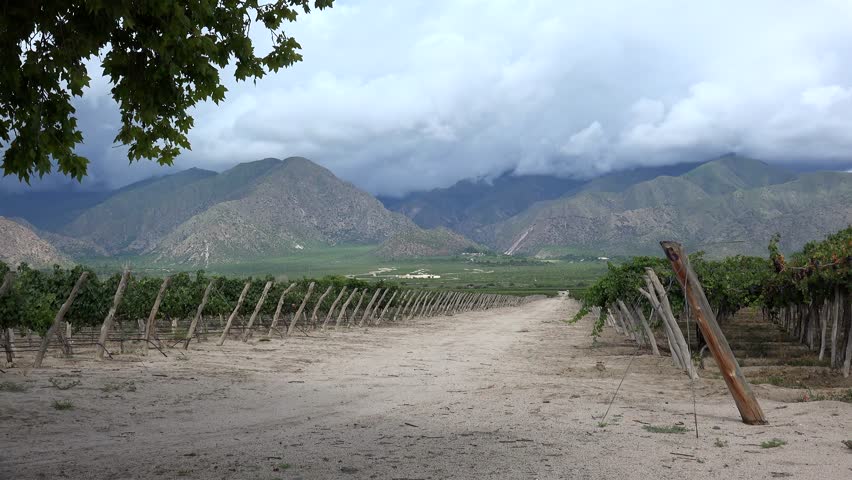 Vineyards of Cafayate (Criolla varieties). Calchaqui valleys, Salta province, Argentina