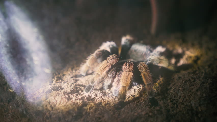 Close up shot, brown spider on ground with lighting from searching in night