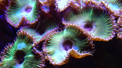 Colorful button corals swaying under the sea water (Protopalythoa sp., Zoanthus, Palythoa)