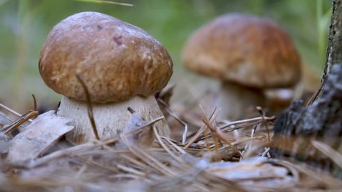 Hand breaks boletus mushroom. King Bolete mushroom. Boletus edulis. Mushroom picking in autumn forest. Large cep. Mushroom picking season
