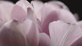 Closeup pastel pink bunch of tulips flowers rotating on black background. Real time full hd video footage.