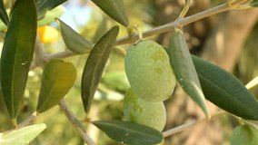 Video HD with green olive on tree brynch in Italy