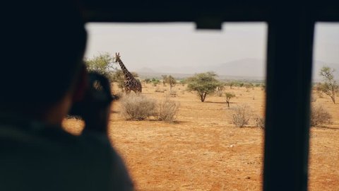 Photographer on safari photographs from the car of a wild giraffe who eats leaves on a bush in the African savannah with red earth, in the dry season, 4k