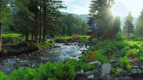 Fresh fern grove and a clean mountain river shining at dawn. Warm morning sun softly illuminating mountain flora